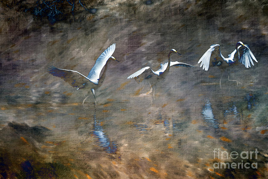 Egrets Photograph by Judy Wolinsky
