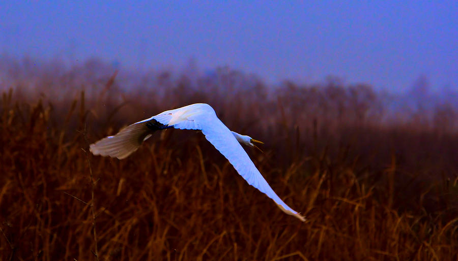 Egrets Landing Approach Photograph by Josephine Buschman