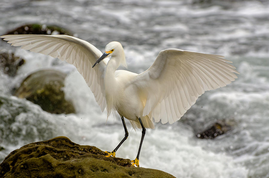 Egrets Landing Photograph by Evelyn Harrison