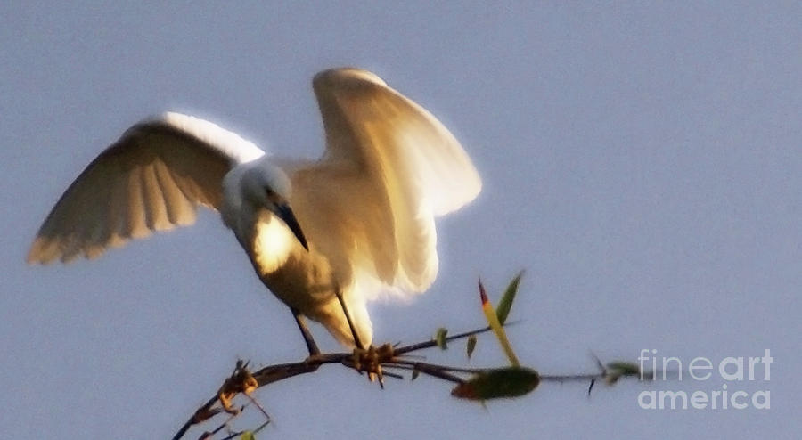 Egrets Landing Photograph by Linda Shafer