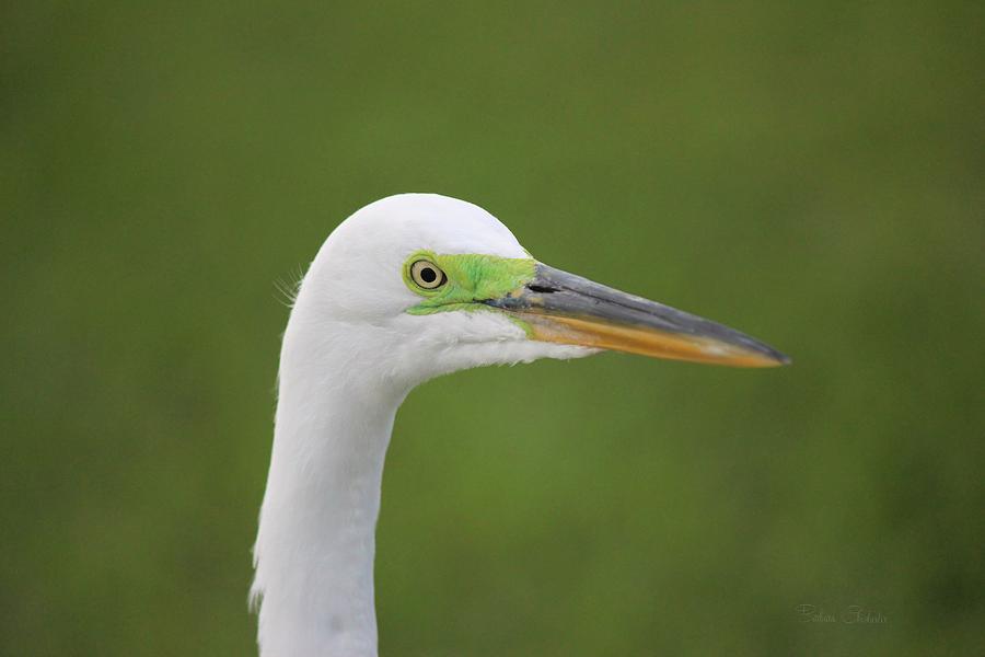 Egrets Mask of Chartreuse Photograph by Barbara Chichester
