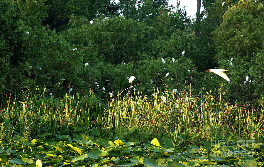 Egrets Nesting Photograph by Kathi Shotwell