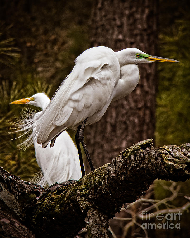 Nature Photograph - Egrets On A Branch by Tom Gari Gallery-Three-Photography
