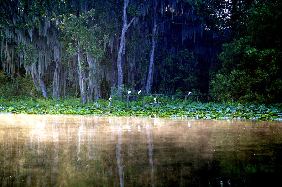 Egrets on a Fence Photograph by Kathi Shotwell
