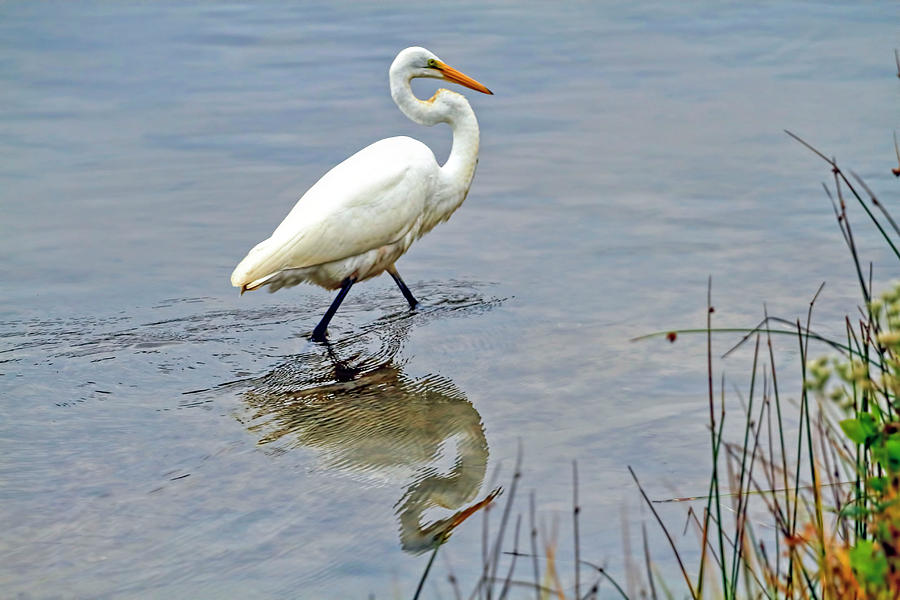 Egret's reflection Photograph by Geraldine Scull - Fine Art America