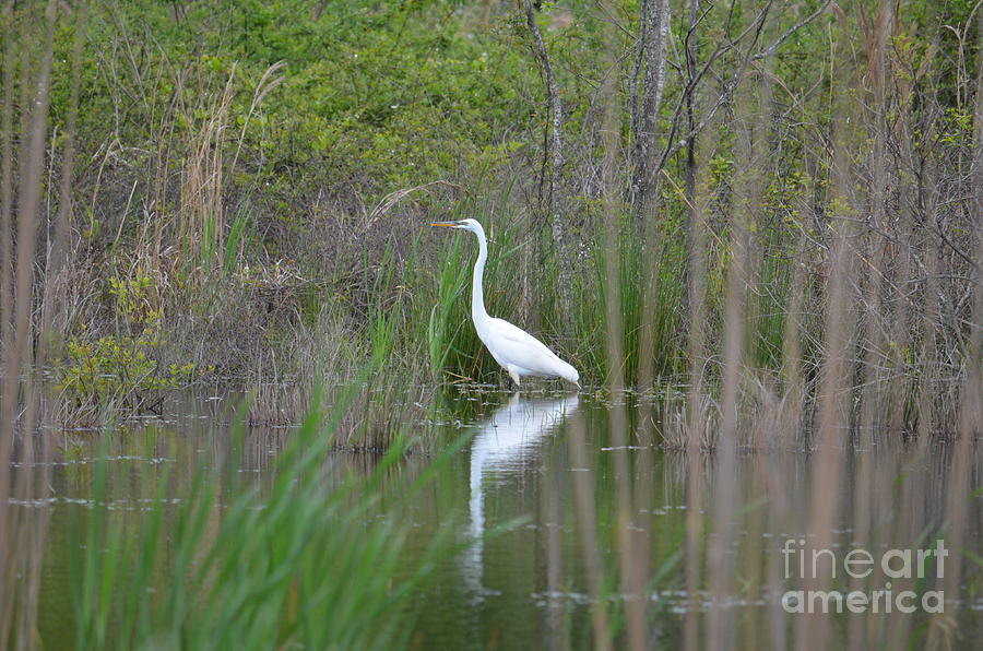 Egrets Return to the Wetlands Photograph by Maria Urso