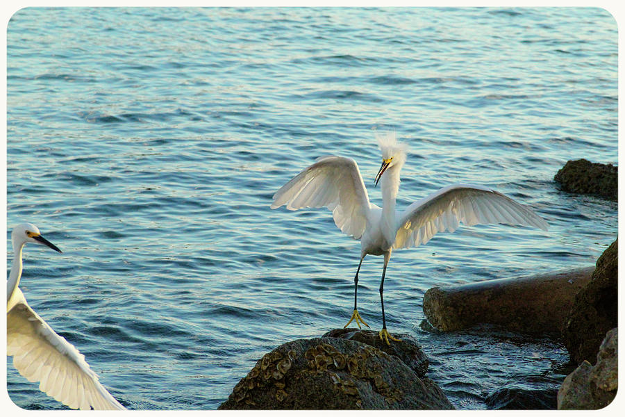 Egrets Rocky Landing  Photograph by Ola Allen