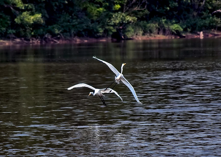 Bird Photograph - Egrets V by Gary Adkins