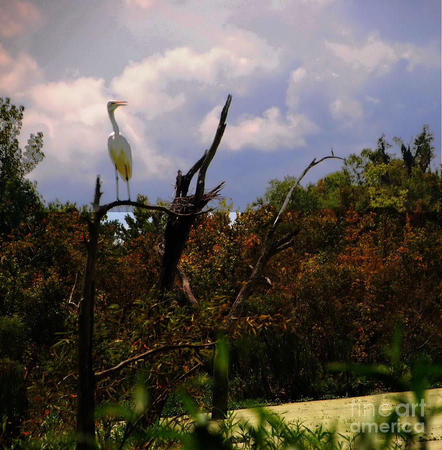 Egrets View in Low Country Photograph by Jacqueline M Lewis