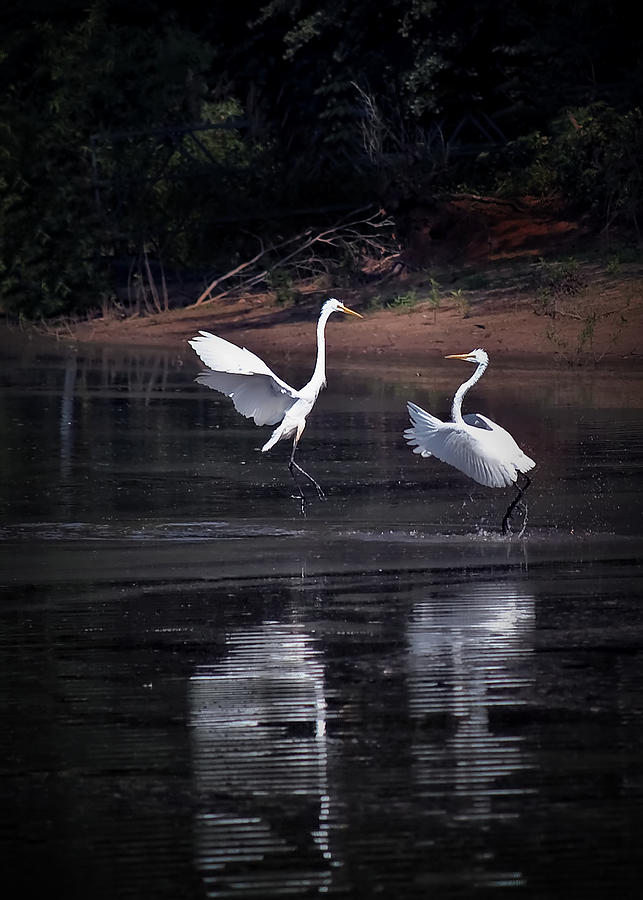 Bird Photograph - Egrets VII I Told You I Have Headache by Gary Adkins