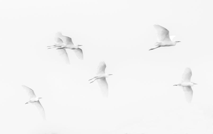 Bird Photograph - Egrets White on White b/w by Wes Jimerson