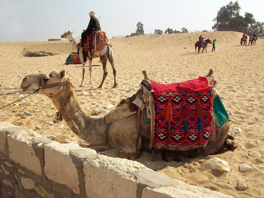 Egypt - Camel getting ready for the ride Photograph by Munir Alawi