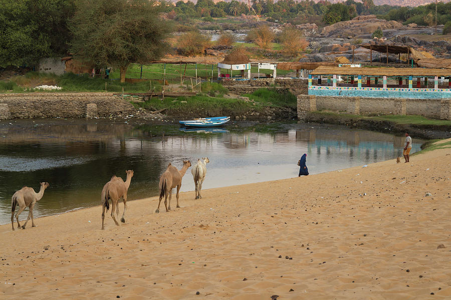 Camel Photograph - Egypt by Silvia Bruno