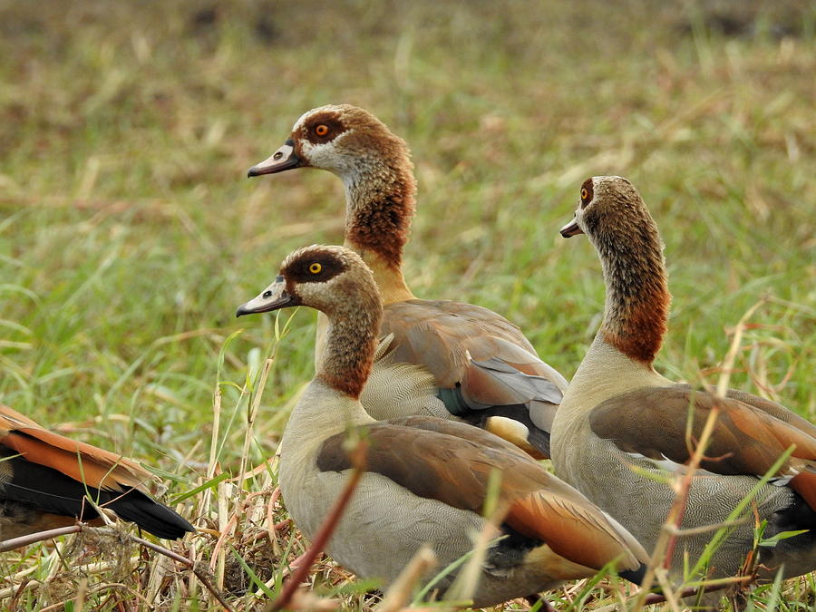 Egyptian Geese Photograph by Betty-Anne McDonald