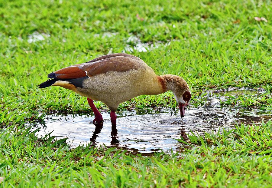 Egyptian Goose 1 Photograph by Linda Brody