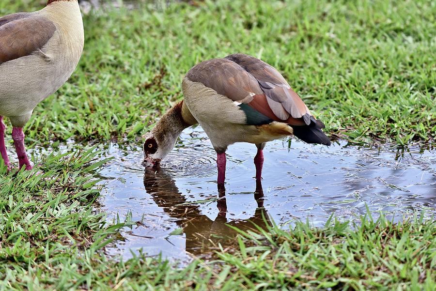 Egyptian Goose 2  Photograph by Linda Brody
