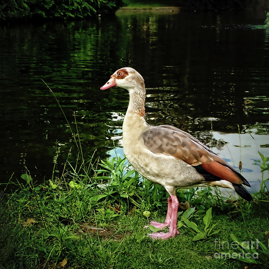 Egyptian Goose at the Pond Photograph by Gabriele Pomykaj