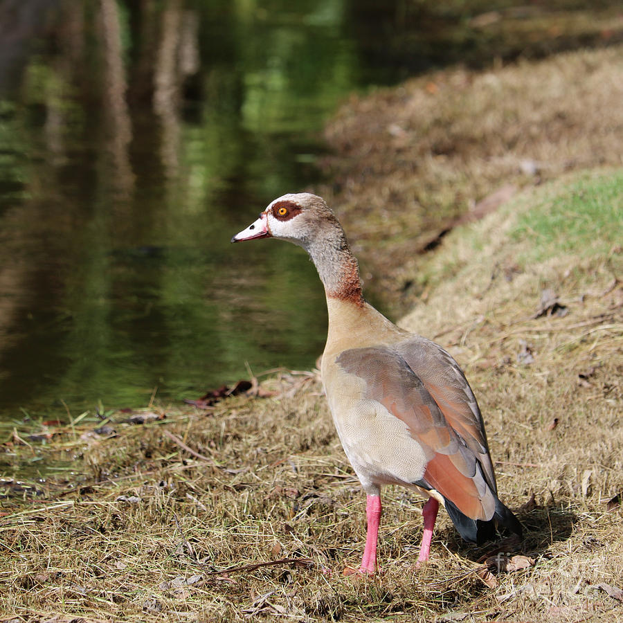 Egyptian Goose by Pond Photograph by Carol Groenen