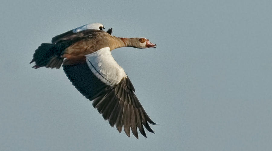 Egyptian Goose Photograph by Don Durfee