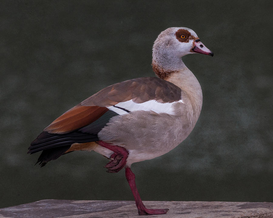 Egyptian Goose Photograph by Patti Deters