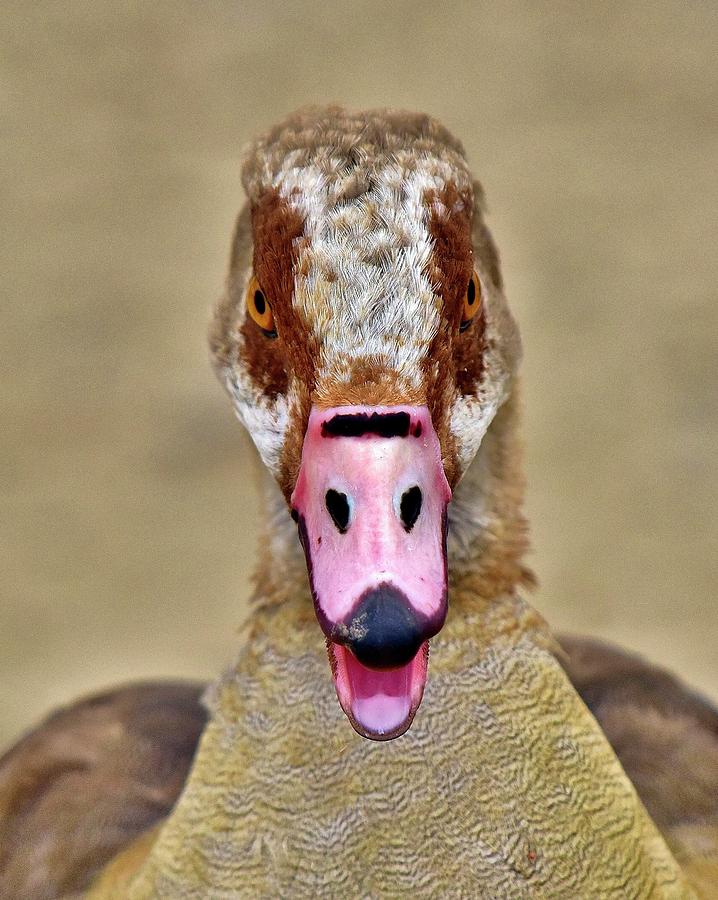 Egyptian Goose Stare  Photograph by Linda Brody