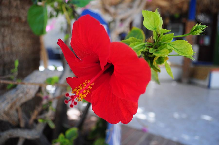 Egyptian hibiscus Photograph by Krzysztof Bojanowski - Fine Art America