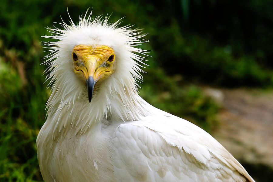 Egyptian Vulture Photograph by Anthony Jones
