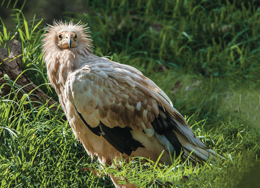 Egyptian Vulture Full Portrait Photograph by William Bitman
