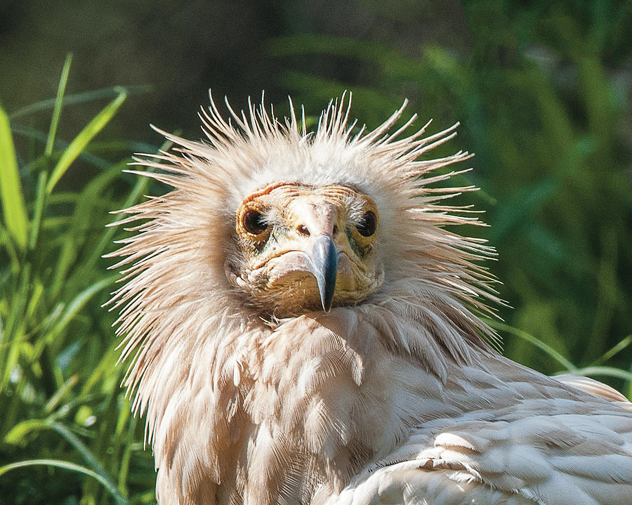 Egyptian Vulture Headshot Photograph by William Bitman