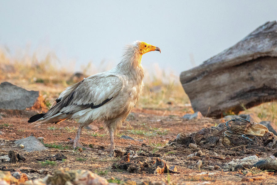 Egyptian vulture - Neophron percnopterus Photograph by Jivko Nakev