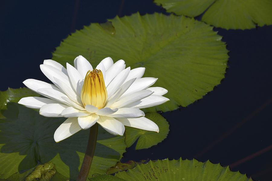 Egyptian Waterlily Photograph by Tana Reiff