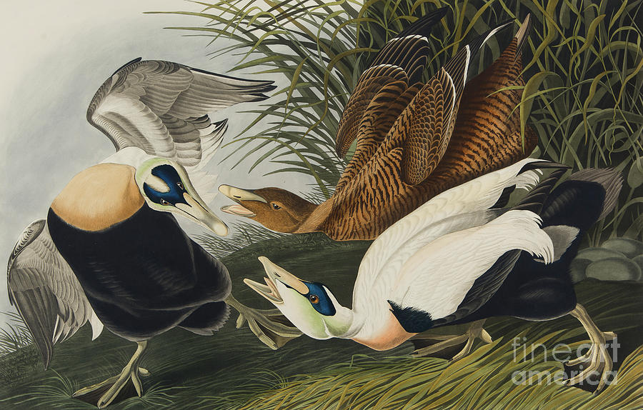 Eider Duck, 1835 Painting by John James Audubon