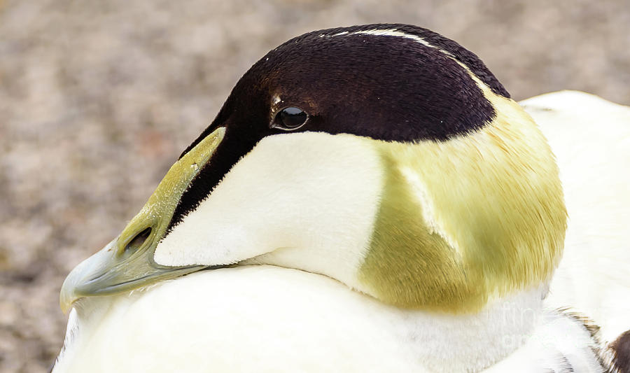 Eider Duck Photograph by Colin Rayner