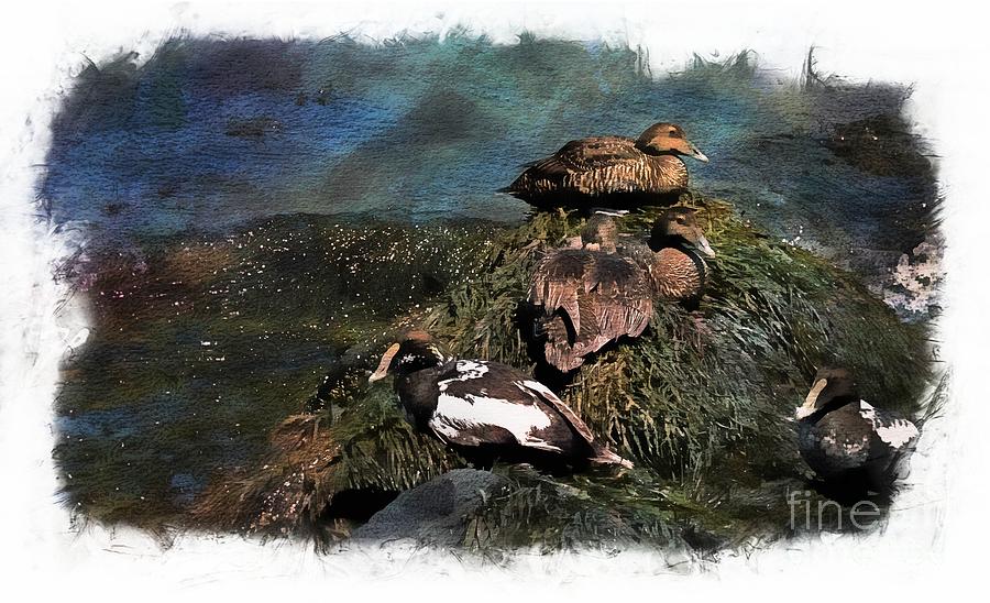 Nature Photograph - Eider Ducks by Marcia Lee Jones