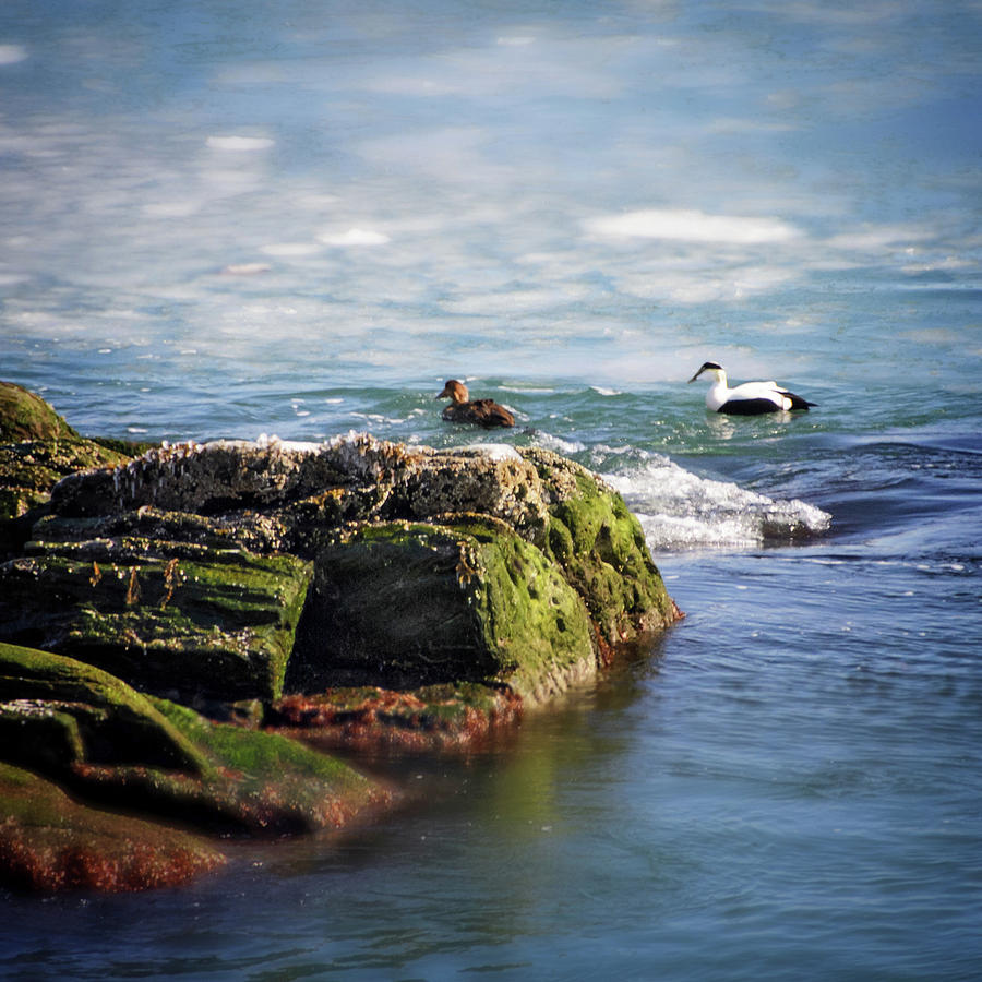 Duck Photograph - Eider in Icy Waters by Vicki Jauron