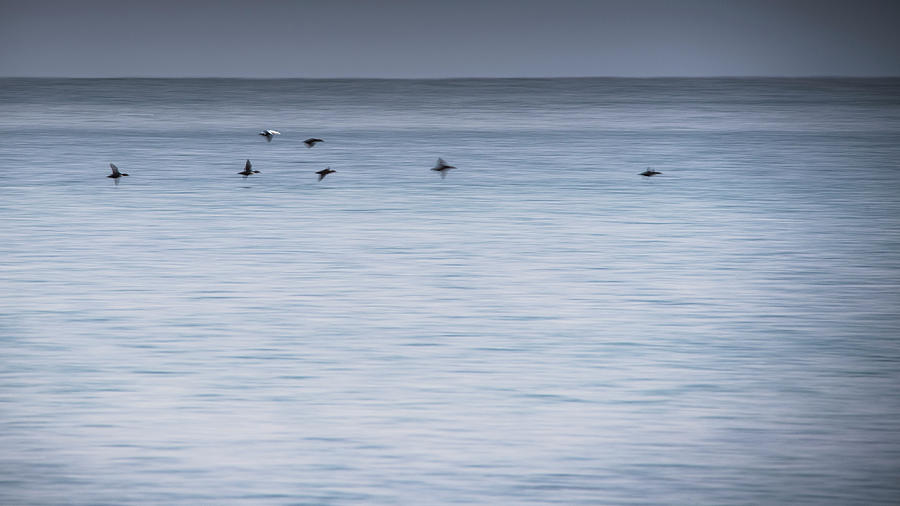 Eider Photograph - Eider in motion by Kolbein Svensson Eider Photograph - Eider in motion by Kolbein Svensson