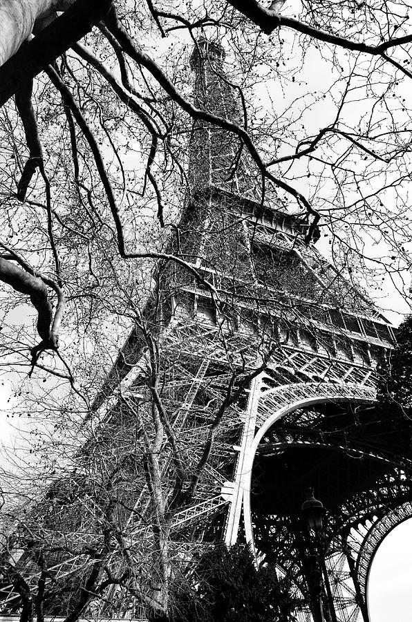 Eiffel Tower through a Myriad of Branches Paris France Black and White Photograph by Shawn OBrien