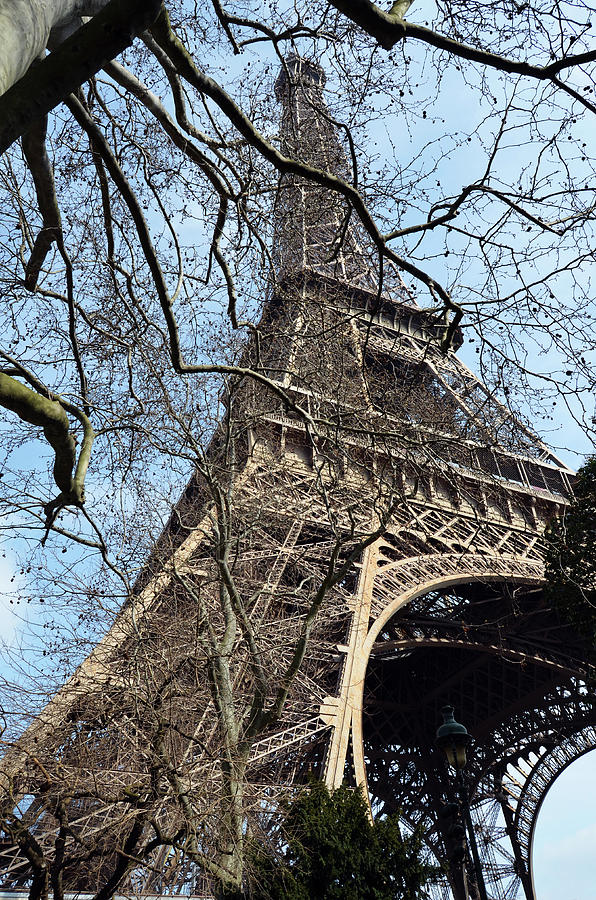 Eiffel Tower through a Myriad of Branches Paris France Photograph by Shawn OBrien