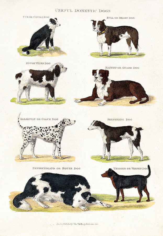 Eight Different Useful Domestic Dogs Photograph by Wellcome Images