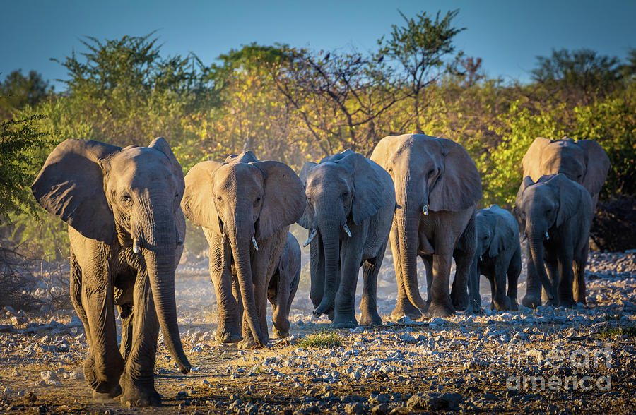 Animal Photograph - Eight Elephants by Inge Johnsson