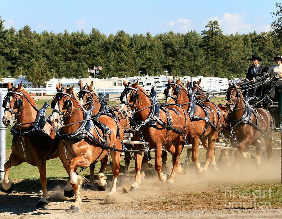 Belgian Eight Horse Hitch  Photograph by Sandra Huston