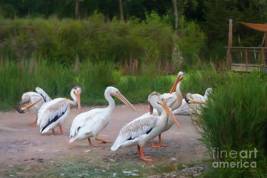 Eight Pelicans Photograph by Stephen Schwiesow