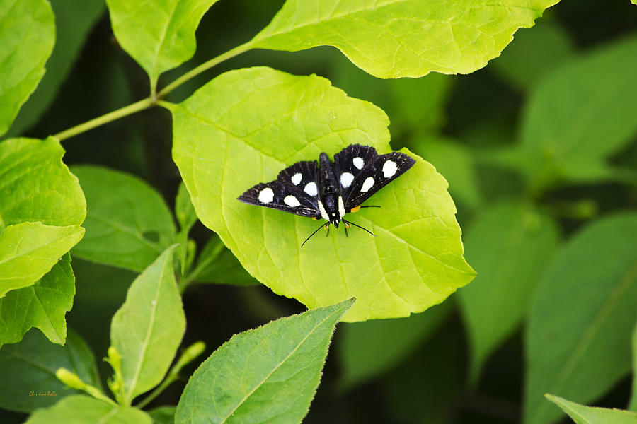 Eight Spotted Forester Moth Photograph by Christina Rollo