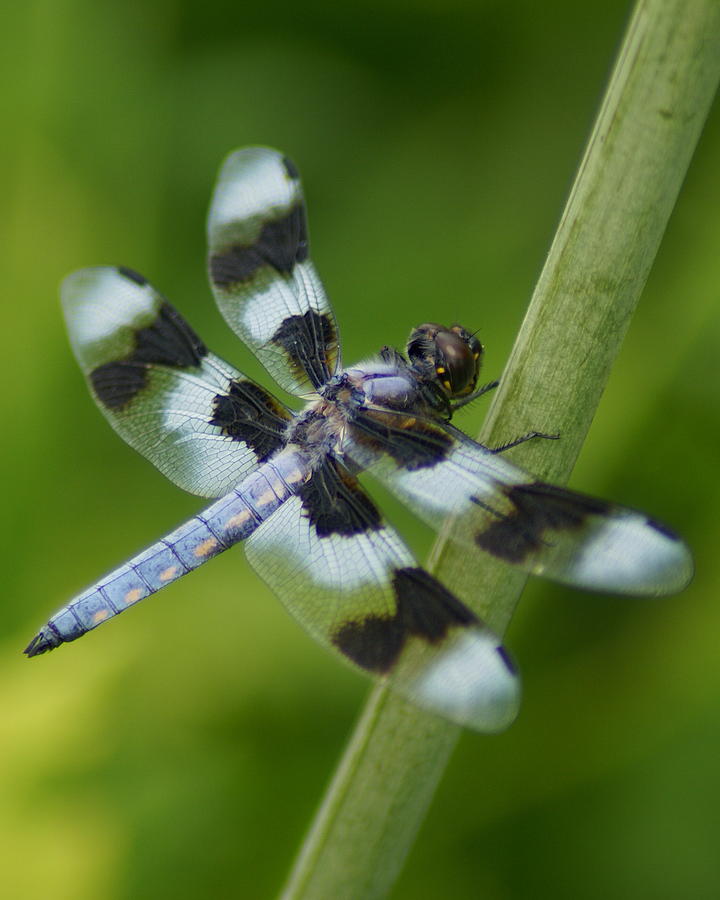 Eight Spotted Skimmer Dragonfly Photograph by Ben Upham III