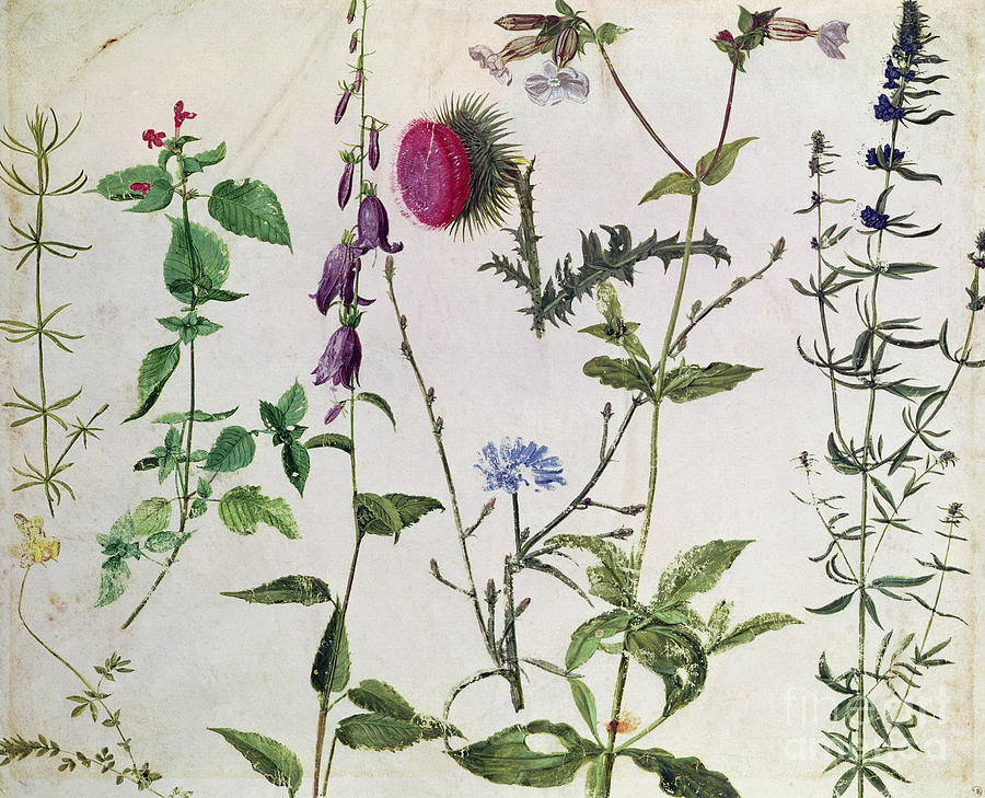 Eight Studies Of Wild Flowers Painting by Albrecht Durer