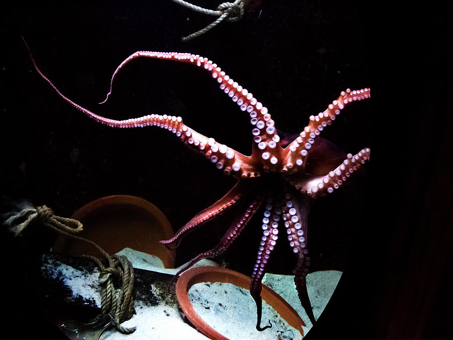 Octopus Photograph - Eight Suckered Arms Of Gloomy Octopus by Miroslava Jurcik