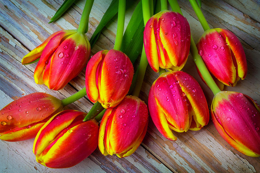 Eight Tulips Photograph by Garry Gay