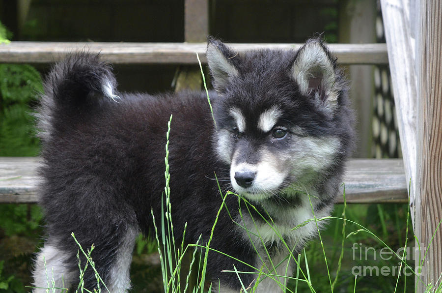 Eight Week Old Alusky Pup Looking Through Grass Photograph by DejaVu Designs