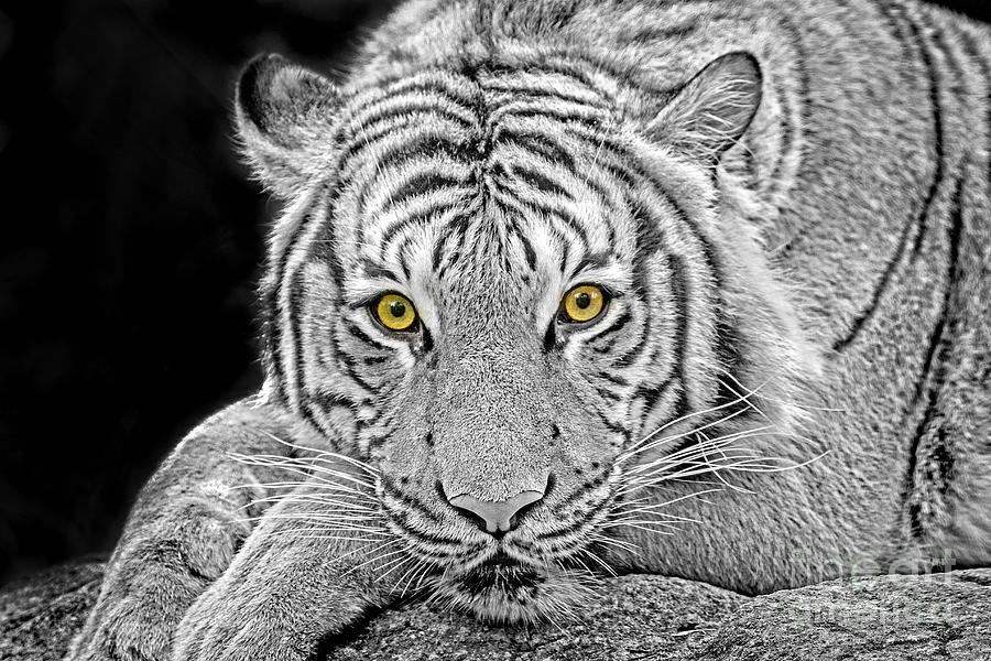 Eko- Tiger Eye Photograph by Sonya Lang