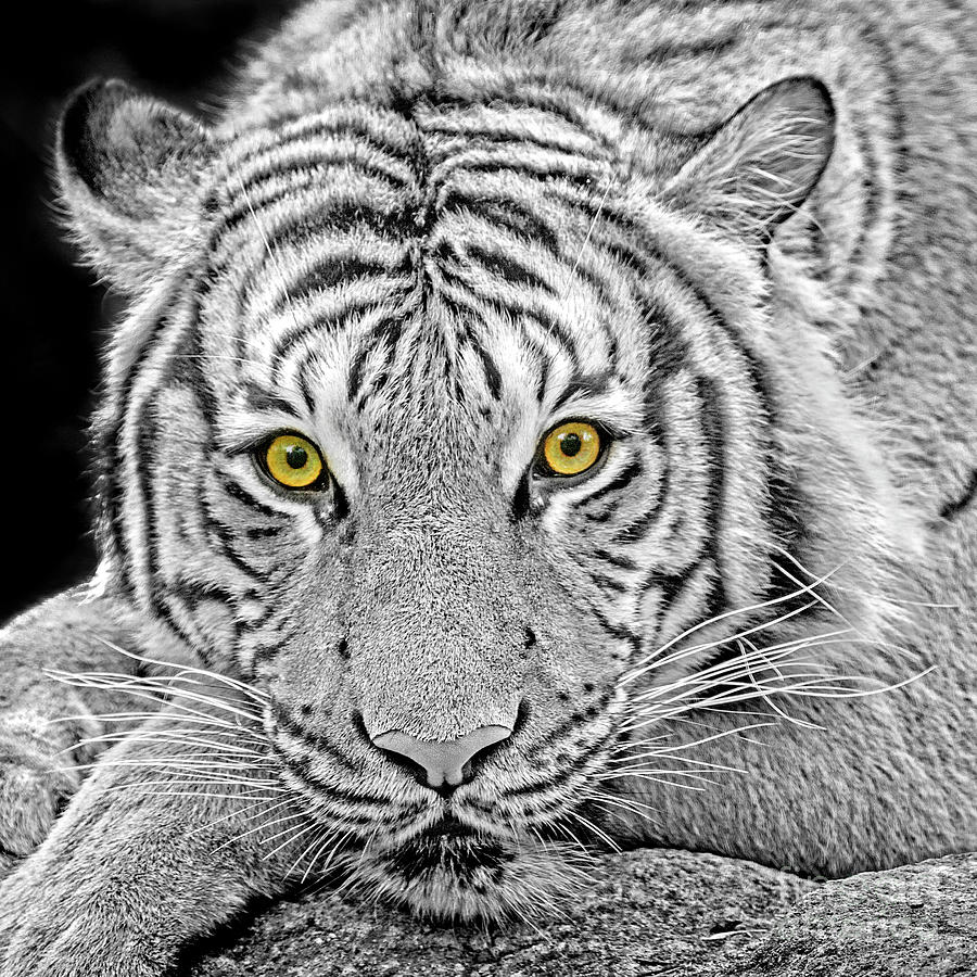 Eko -Tiger Eye  Square  Photograph by Sonya Lang